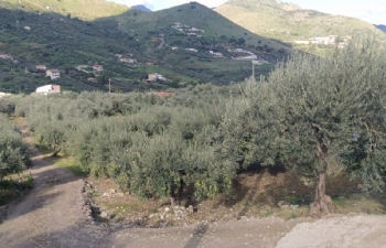 Terreno uliveto secolare